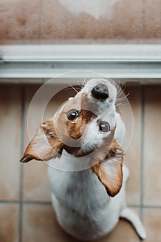 Cute small dog sitting by the window. Rainy day, water drops on the window glass. Dog looking bored or sad. Pets at home indoors