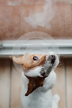 Cute small dog sitting by the window. Rainy day, water drops on the window glass. Dog looking bored or sad. Pets at home indoors