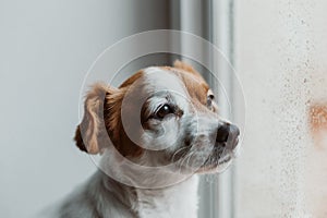 Cute small dog sitting by the window. Rainy day, water drops on the window glass. Dog looking bored or sad. Pets at home indoors