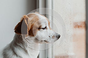 cute small dog sitting by the window. Rainy day, water drops on the window glass. Dog looking bored or sad. Pets at home indoors