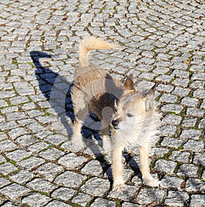 Cute small dog is standing on cobbled street