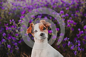 cute small dog standing outdoor in spring or summer purple field flowers with beautiful lighting at sunset. Nature and pets