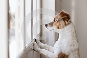 cute small dog standing on two legs and looking away by the window searching or waiting for his owner. Pets indoors photo