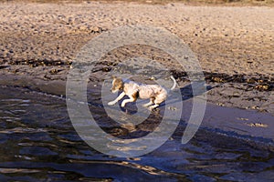 cute small dog swimming and having fun by the shore in Ibiza beautiful water. Summer and holidays concept