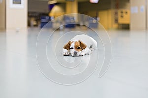 cute small dog waiting patient at the airport. Pet in cabin. Traveling with dogs concept