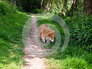 A cute small dog walking in the park.