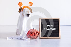 cute small dog is wearing a ghost costume for halloween at home. pumpkin and a letter board next to him. Pets indoors