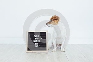 Cute small dog with a weeding ring on his head and a vintage letter board with message: will you marry my dad? Wedding concept.