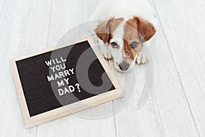 Cute small dog with a weeding ring on his head and a vintage letter board with message: will you marry my dad? Wedding concept.