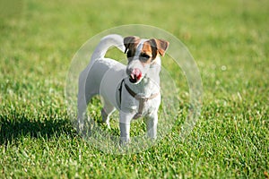 Cute small doggy, funny puppy of Jack Russell Terrier strolling on green grass at public park in summer sunny day