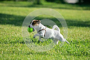 Cute small doggy, funny puppy of Jack Russell Terrier strolling on green grass at public park in summer sunny day