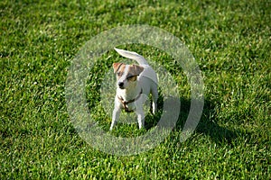 Cute small doggy, funny puppy of Jack Russell Terrier strolling on green grass at public park in summer sunny day