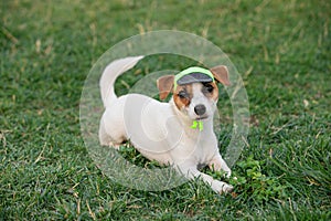 Cute small doggy, funny puppy of Jack Russell Terrier strolling on green grass at public park in summer sunny day