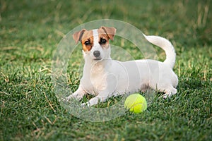 Cute small doggy, funny puppy of Jack Russell Terrier strolling on green grass at public park in summer sunny day