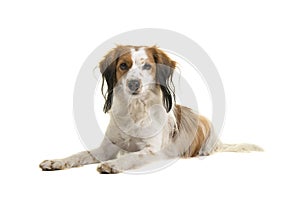 Cute small dutch waterfowl dog lying down looking at the camera