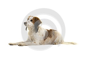 Cute small dutch waterfowl dog lying down seen from the side