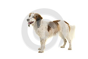 Cute small dutch waterfowl dog standing seen from the side