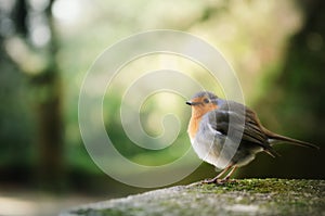 Cute small european robin bird