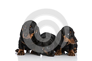 Cute small family of three teckel dachshund dogs sniffing and looking away