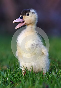 Cute small fluffy duckling outdoor. Yellow baby duck bird on spring green grass discovers life. Organic farming, animal rights