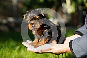 A cute, small, fluffy Yorkshire terrier puppy sits in the guy's arms looking at the camera