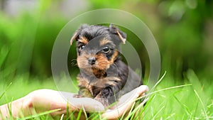 A cute, small, fluffy Yorkshireman terrier puppy sits in the guy's arms looking at the camera