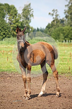 Cute small foal standing at the pasture