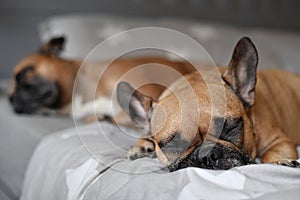 Cute small French Bulldog sleeping on bed with another dog in background