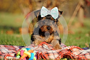 cute, small, furry Yorkshire-terrier puppies sit in on a green grass