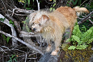 Cute small golden blonde dog in the forest on a lava rock