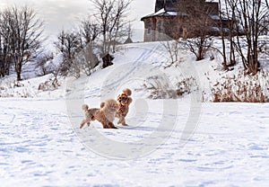 Cute small golden dogs playing in snow outdoors. Family dog lifestyle