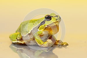 Cute small green frog