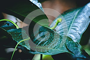 Cute small green snakeOriental whipsnake on tropical nature green leaves tree