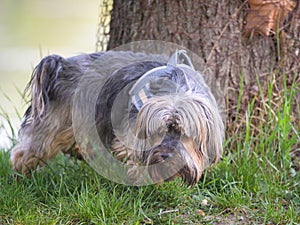 A cute small grey dog near a tree