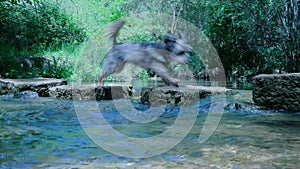 Cute small grey hairy dog crossing a river.