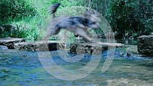 Cute small grey hairy dog crossing a river.