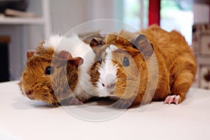 Cute small guineapig portrait, facing the camera