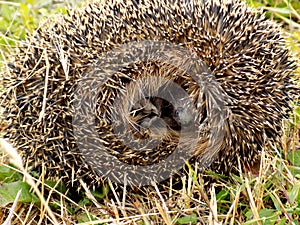 Cute Small Hedgehog is Hiding