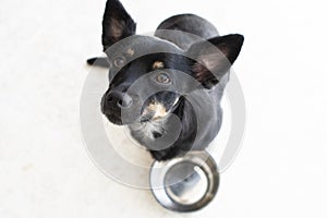 Cute small hungry black dog near an empty bowl asking for food isolated on a white background