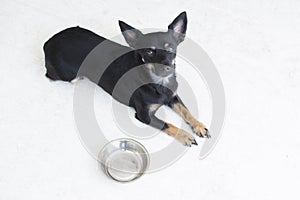 Cute small hungry black dog near an empty bowl asking for food isolated on a white background