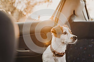 cute small jack russell dog in a car at sunset. Ready to travel. Traveling with pets concept Back light. Dog looking into camera