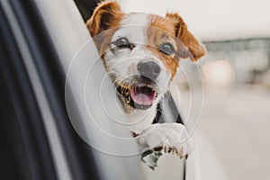 cute small jack russell dog in a car watching by the window. Ready to travel. Traveling with pets concept