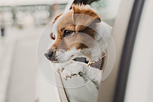 cute small jack russell dog in a car watching by the window. Ready to travel. Traveling with pets concept