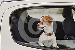 Cute small jack russell dog in a car watching by the window. Ready to travel. Traveling with pets concept