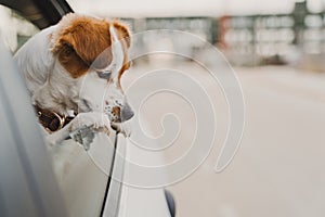 Cute small jack russell dog in a car watching by the window. Ready to travel. Traveling with pets concept