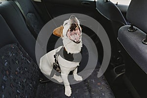 cute small jack russell dog in a car wearing a safe harness and seat belt.Dog yawning. Ready to travel. Traveling with pets