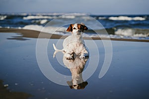 Cute small jack russell dog lying at the beach. Reflection on water. Fun, holidays and summertime concept