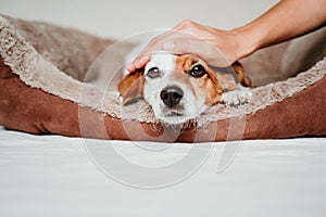 cute small jack russell dog lying on his bed, looking into camera. Owner woman hand touching his head in protection sign. Resting