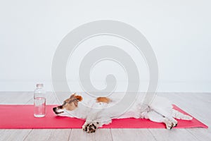 Cute small jack russell dog lying on a yoga mat at home. Bottle of water besides. Healthy lifestyle indoors