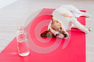 Cute small jack russell dog lying on a yoga mat at home. Bottle of water besides. Healthy lifestyle indoors